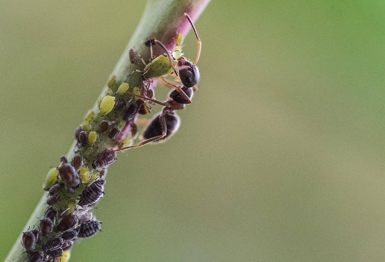 Eine Ameise melkt in einem Garten Blattläuse. 