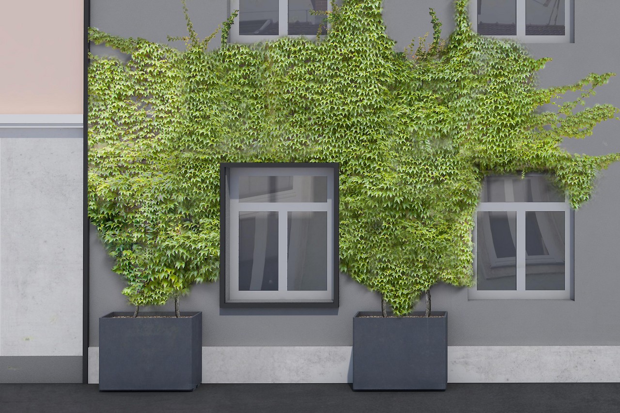 10 Excessive Traffic Floor Cowl Plants You'll Be Able To Walk On - The Backyard Execs