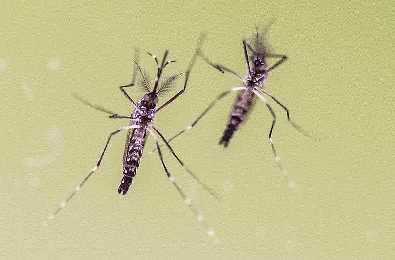 Zwei ägyptische Tigermücken (Aedes aegypti, auch Gelbfiebermücken genannt).  Die Art gilt als Hauptüberträger des derzeit vor allem in Südamerika weit verbreiteten Zika-Virus.  (Archivbild)