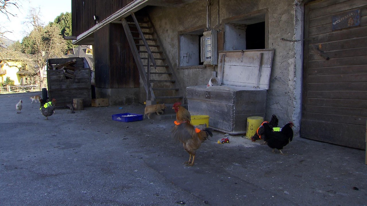 Hühner auf Landstraße mit Warnweste unterwegs: Besitzerin erklärt