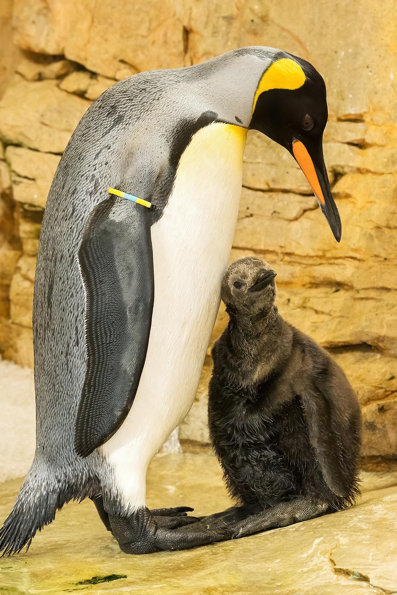 Das Pinguinkücken versteckt sich nach der Geburt noch gerne in der Bauchfal...