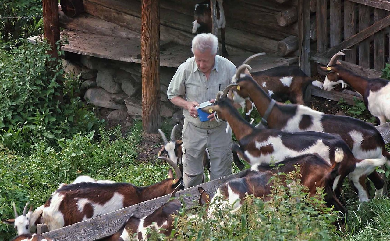 The farmer feeds the goats