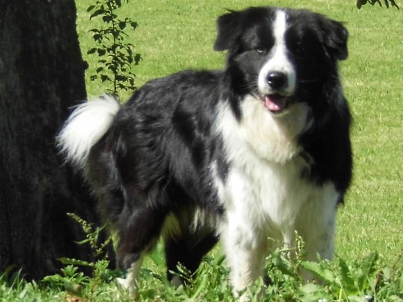 Black and white border collie in a meadow