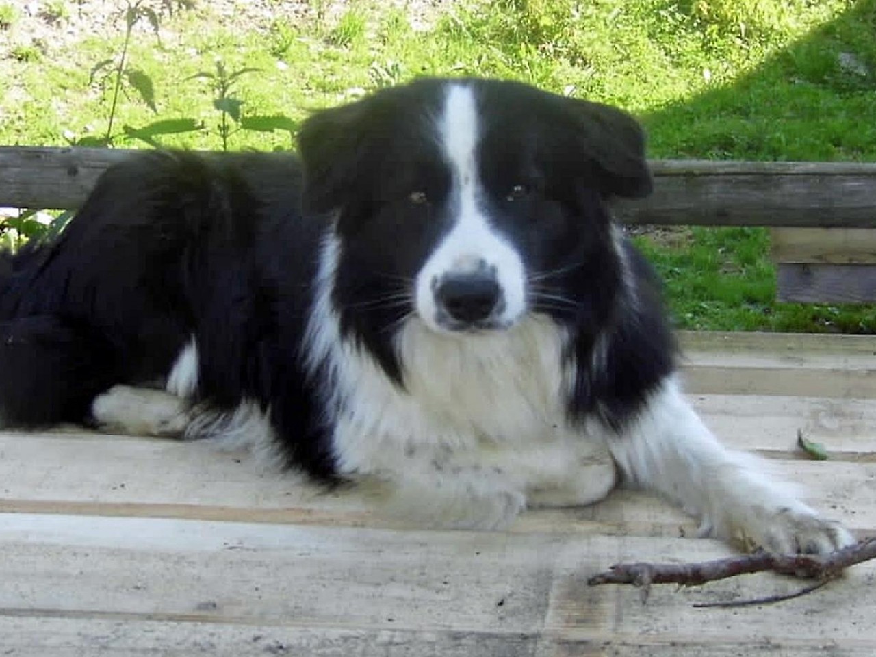 In Hallein (Tennengau) passers-by saved a slightly injured, very tired and hungry Border Collie at a supermarket.  The male was searched for days.  As it turned out later, Alex was on his way home from Flachgau to Pongau.  The owner was investigated via the implanted chip.