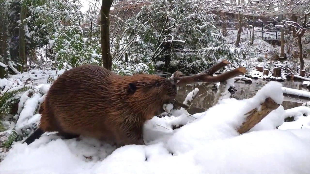 A beaver with a branch in its mouth. 