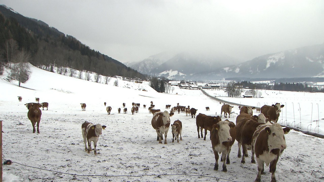 Cows walk across a snowy meadow