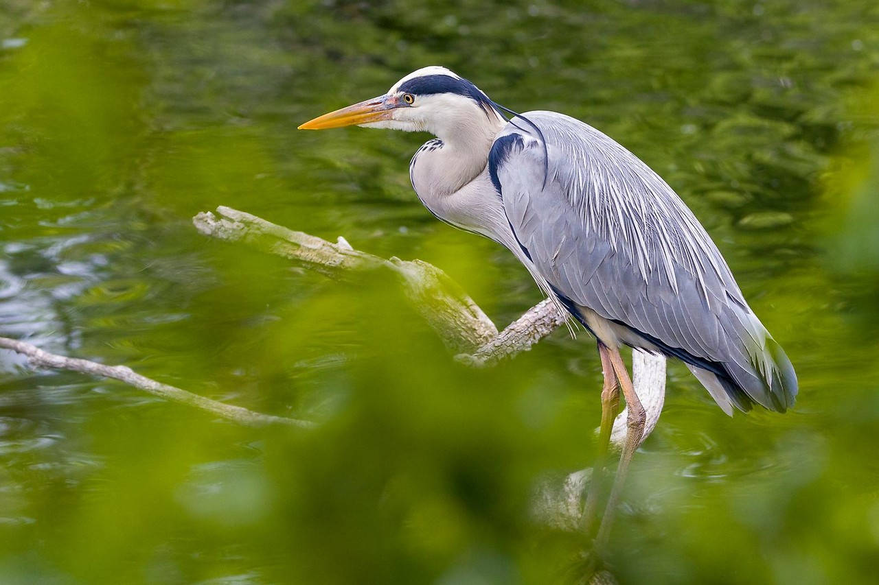 Werner sent us a photo of a gray heron from the water park