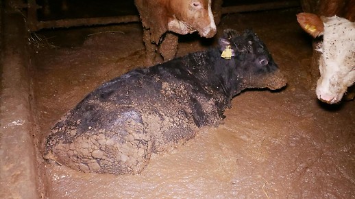 Animal fattening scandal about painfully dying sheep, cattle in liquid manure lakes