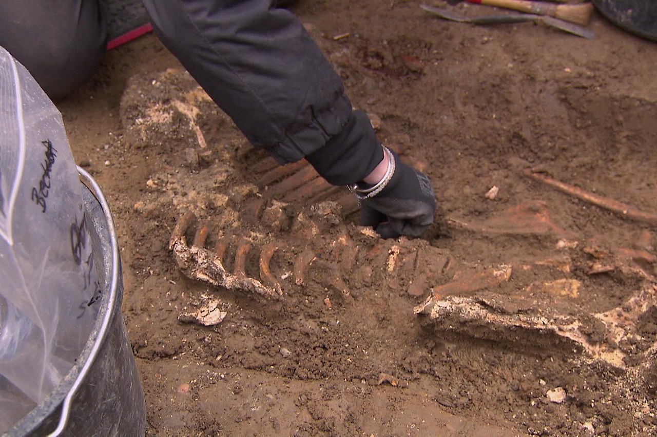 A skeleton discovered on Argentina Street