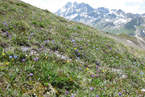 Artenvielfalt am Bergkamm Piz Val Gronda