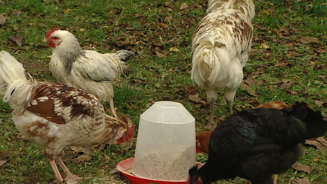 Hühner im Garten fressen aus Futterbehälter