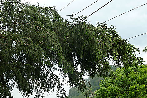 Baum auf Stromleitung