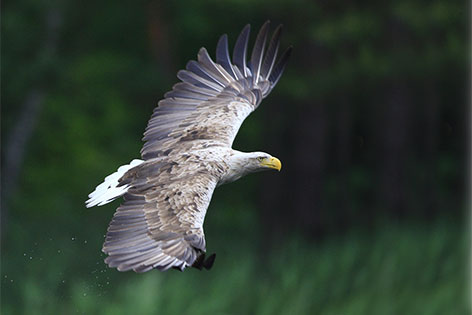 Flügelspannweite Adler
