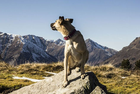 Hund sitzt auf einem Felsen am Berg