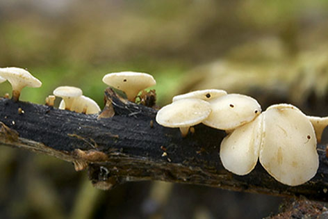 Der Eschenpilz Chalara Fraxinea - weißes Stengelbecherchen -, der Auslöser des Eschentriebsterbens