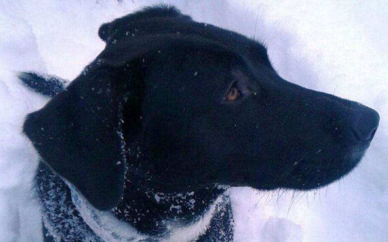 Portrait eines schwarzen Hundes im Schnee
