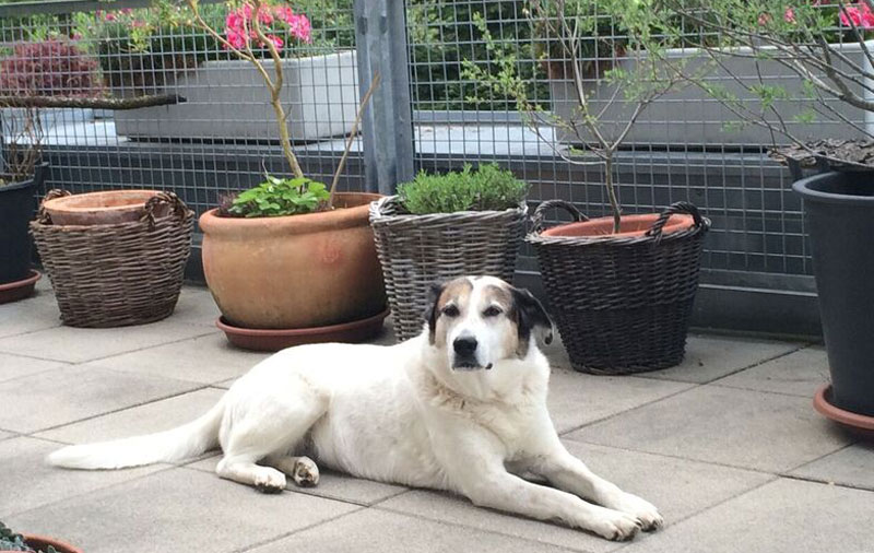 Großer weißer Hund liegt auf einer Terrasse