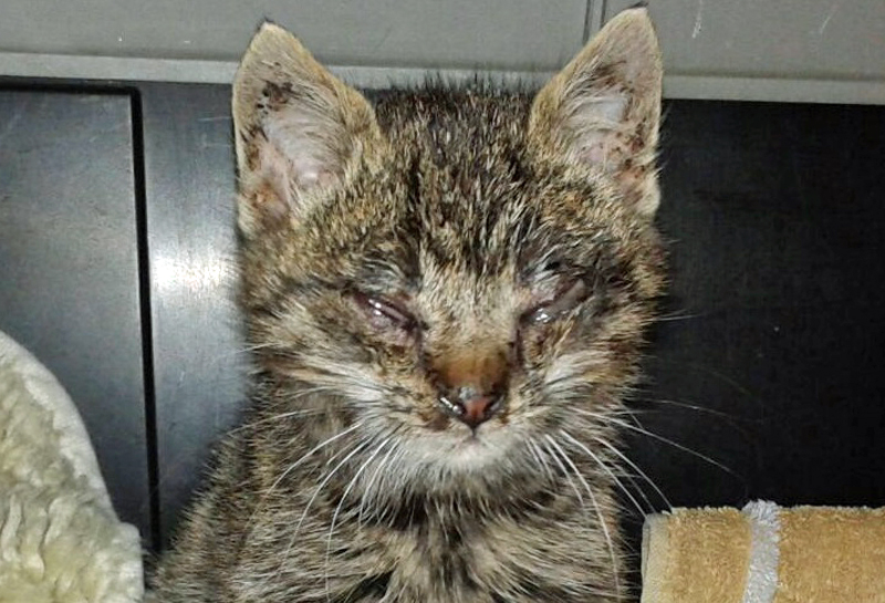 Babykatze mit Augenentzündung