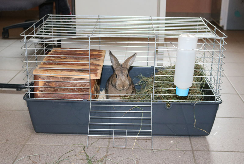 Kaninchen im Käfig
